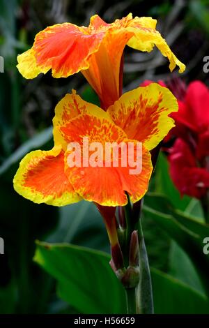 Orange und Gelb Canna Blumen Stockfoto