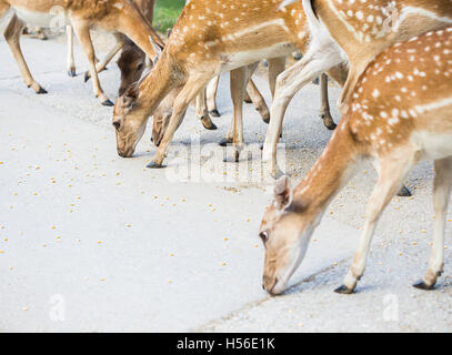 Junges Reh Hinds Essen Mais auf der Straße. Stockfoto