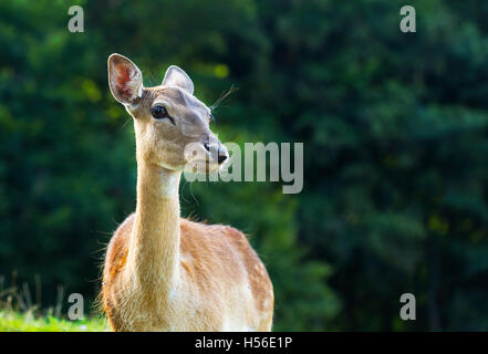 Junges Reh in der Natur auf der Hut. Stockfoto