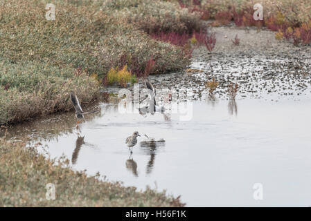 Rotschenkel Landung im Wasser Stockfoto