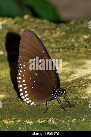 Gemeinsamen Crow (Euploea Core Graminifera), Nymphalidae, Kaeng Krachan National Park, Thailand Stockfoto