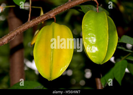 Sternfrüchte, Karambolen auf dem Baum (Gattung Karambole), Thailand Stockfoto