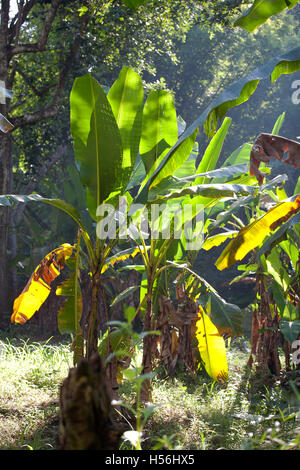 Wilde Bananen (Musa sp.) in den Dschungel, Mae Wong Nationalpark, Thailand Stockfoto