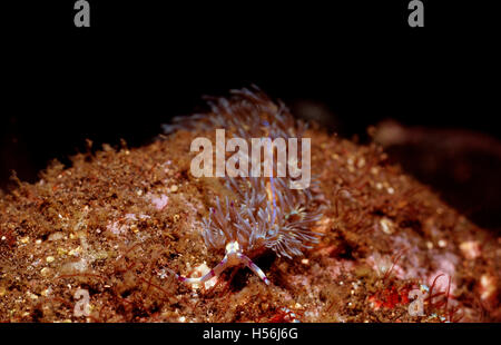 Aeolid Nacktschnecken (Pteraeolidia Ianthina), Komodo National Park, Indischer Ozean, Indonesien Stockfoto