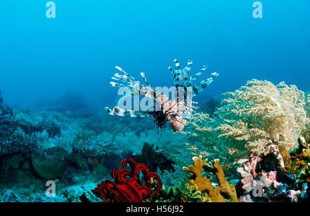 Rotfeuerfisch (Pterois Volitans) über Coral Reef, Komodo, Indopazifik, Indonesien Stockfoto