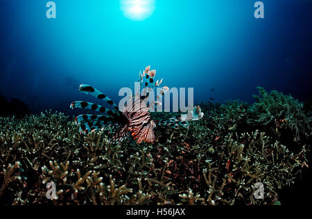 Rotfeuerfisch (Pterois Volitans) über Korallenriff (Acropora Grandis), Komodo, Indopazifik, Indonesien Stockfoto