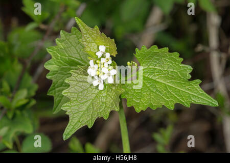 Knoblauch Senf (Alliaria Petiolata), Baden-Württemberg, Deutschland Stockfoto