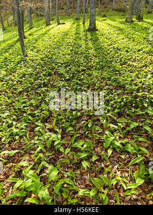 Wilder Knoblauch oder Bärlauch (Allium Ursinum) in einen Buchenwald Stockfoto