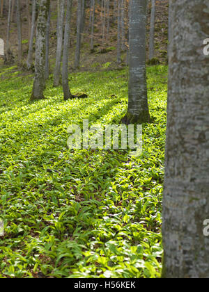 Wilder Knoblauch oder Bärlauch (Allium Ursinum) in einen Buchenwald Stockfoto