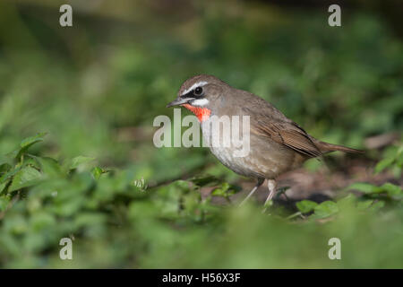 Sibirische Rubythroat (Luscinia Calliope), Männlich, Suche nach Nahrung auf der Erde, niedrige Vegetation, Tierwelt, Niederlande. Stockfoto