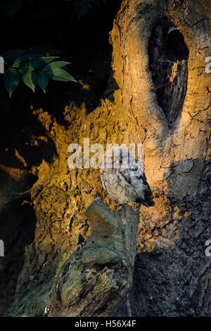 Kleine Eule / Minervas Eule (Athene Noctua), sitzen auf seinen Lieblingsplatz in einem alten Baum ersten Morgenlicht zu genießen. Stockfoto