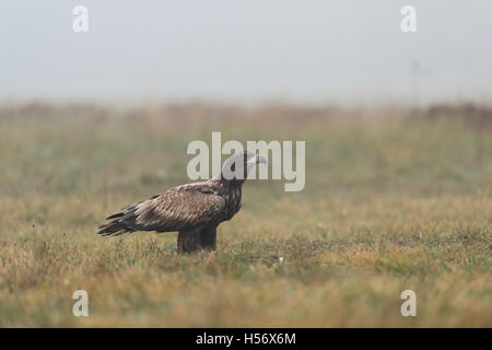 Seeadler / Seeadler (Haliaeetus Horste), unreif Raubvogel, sitzen auf dem Boden aufmerksam beobachten. Stockfoto