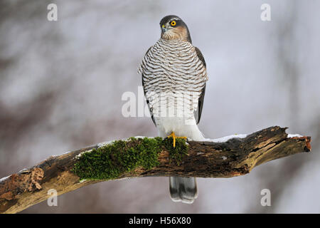 Sparrowhawk / Sperber ( Accipiter nisus ), weiblich im Winter, auf einem verfaulten, schneebedeckten Baum, Tierwelt, Europa. Stockfoto