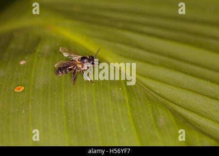 Wespe auf einem grünen Blatt sitzend Stockfoto