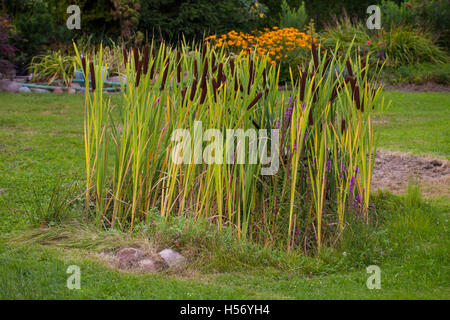 Anmutige Rohrkolben Stockfoto