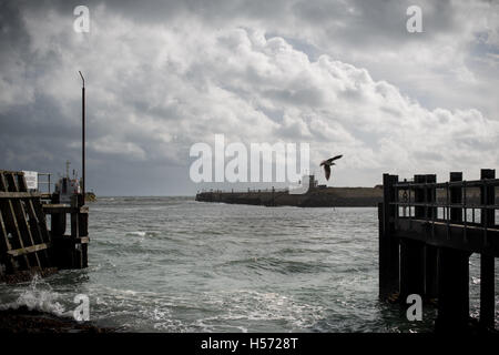 Eine Möwe fliegt in einem Himmel voller dramatisch aussehende Wolken Shoreham Hafen in Shoreham By Sea, West Sussex, England. Stockfoto