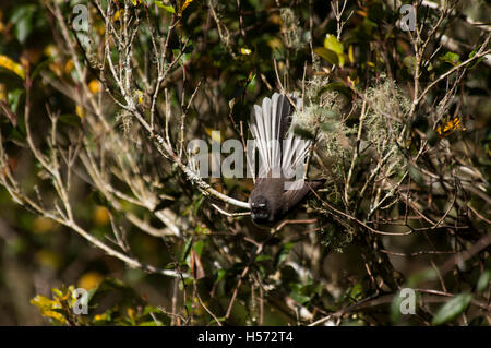 Die New Zealand Fantail ist ein gemeinsames Vogel auf der Südinsel Neuseelands. Stockfoto