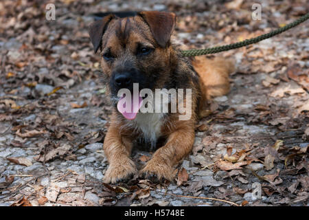Border Terrier der Hund in den Blättern liegen Stockfoto