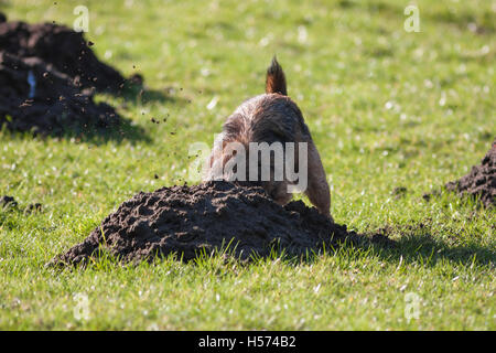 Border Terrier graben Maulwurfshügel Stockfoto