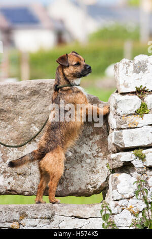 Border Terrier Kreuz Hund auf Hinterbeinen im Stil Stockfoto