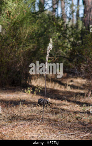 Drimia Maritima, Meer Blaustern, Meer Zwiebel, Pflanzen in Blüte, Andalusien, Spanien. Stockfoto