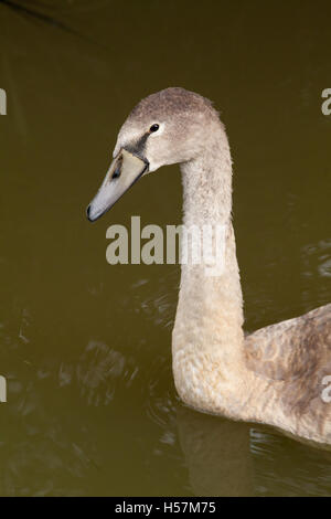 Höckerschwan (Cygnus Olor), Cygnet auf einem Deich Norfolk Entwässerung. Wird Sie zu einem "normalen" weißen Erwachsenen mausern. 16 Wochen alt. Stockfoto