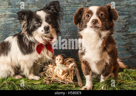 Weihnachten-Hintergründe, Baby Jesus in seinem Bettchen und zwei Haustiere Stockfoto