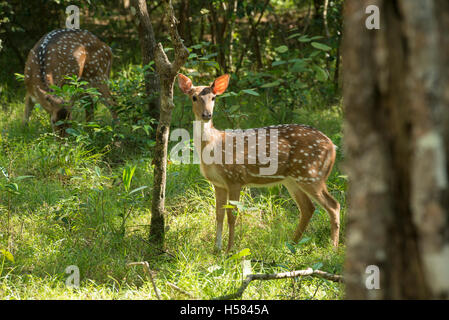 Gefleckte Rehe, Achse Achse Wilpattu Nationalpark, Sri Lanka Stockfoto