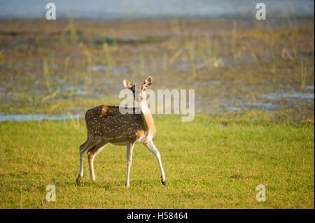 Gefleckte Rehe, Achse Achse Wilpattu Nationalpark, Sri Lanka Stockfoto