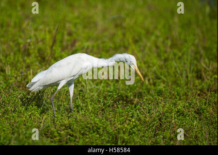 Kuhreiher, Bubulcus Ibis Wilpattu Nationalpark, Sri Lanka Stockfoto