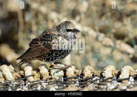 Gemeinsamen Starling (Sturnus Vulgaris) thront auf einem Hummer/Krabbe Gatter, Mudeford Quay, Chrischurch Hafen, Dorset, England, UK Stockfoto