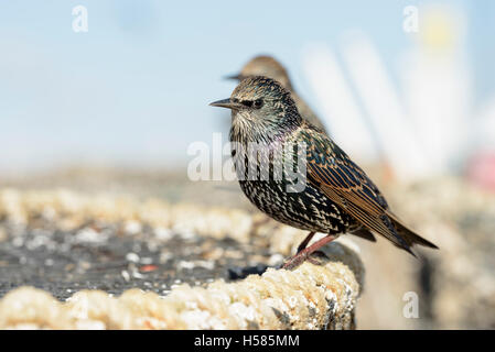 Gemeinsamen Stare (Sturnus Vulgaris) thront auf einem Hummer/Krabbe Gatter Mudeford Quay, Chrischurch Hafen, Dorset, England, UK Stockfoto