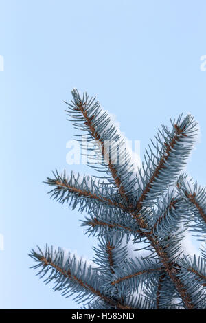 Tanne Zweig im Schnee gegen blauen Himmel Stockfoto