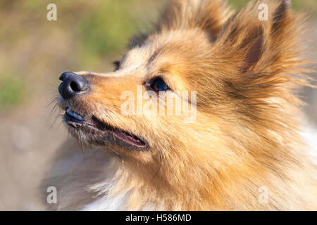 Shetland Sheepdog sieht zu seinem Besitzer Stockfoto