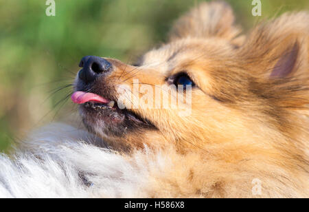 Shetland Sheepdog sieht zu seinem Besitzer Stockfoto