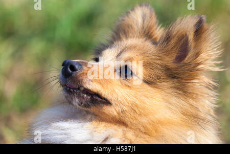 Shetland Sheepdog sieht zu seinem Besitzer Stockfoto