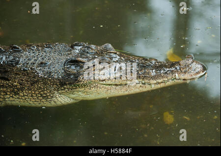 Sumpf-Krokodil, Crocodylus Palustris, Sri Lanka Stockfoto