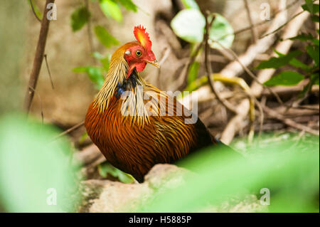 Sri Lanka Kammhuhnprojekte, Gallus Lafayetii, Sri Lanka Stockfoto