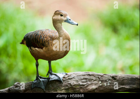 Geringerem pfeifende Ente (Dendrocygna Javanica), Sri Lanka Stockfoto