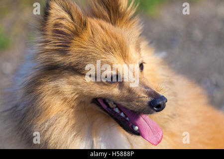 Shetland Sheepdog sieht zu seinem Besitzer Stockfoto