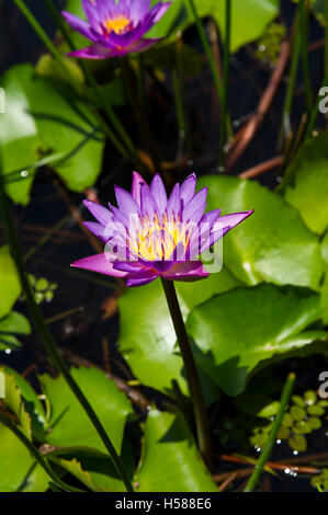 Nil Manel (Nymphaea Stellata), die nationale Blume von Sri Lanka Stockfoto