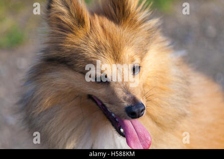 Shetland Sheepdog sieht zu seinem Besitzer Stockfoto