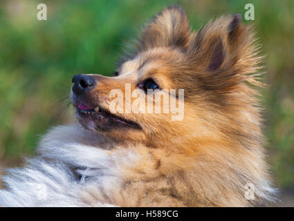 Shetland Sheepdog sieht zu seinem Besitzer Stockfoto