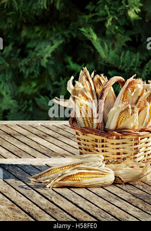 Maiskolben in Korb am Garten. Stockfoto