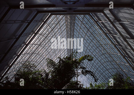 Innenraum der Bicentennial Conservatory, Adelaide Botanic Garden, South Australia Stockfoto