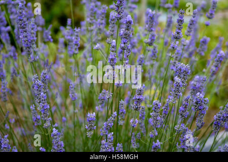 Blühender Lavendel Busch Stockfoto