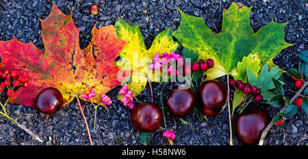 Herbst-Herbst-Stilleben mit Blättern, Beeren und conkers Stockfoto