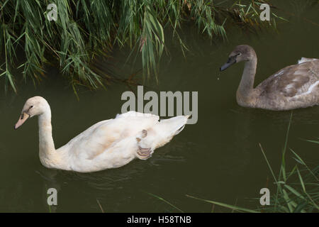 Höckerschwan (Cygnus Olor), zwei eine Brut von drei Erwachsenen Cygnets. Hinweis links Vogel ist im Gegensatz zu Geschwister der normalen Farbe weiß. Stockfoto