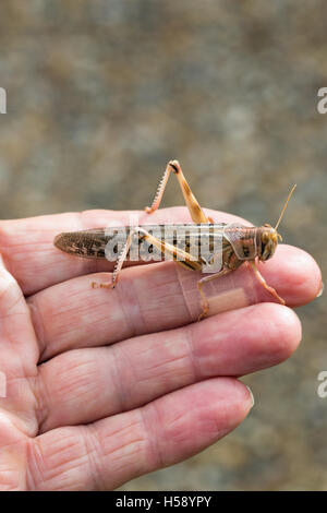 Desert Locust (Schistocerca Gregaria). Ruht auf einem Mann Finger (der Fotograf). Stockfoto