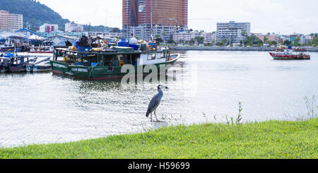 Panama-Stadt, Panama - Juni 08: gelb gekrönt Nachtreiher Angeln an einer geschützten Bucht mit lokalen Booten im Hintergrund. Juni 08 Stockfoto